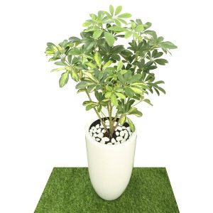 Cây giống Cây ngũ gia bì cẩm thạch - CayGiongTot