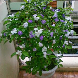 Chậu cây hoa Nhài (Lài) Nhật trưởng thành tán sum ra hoa quanh năm - hoa chuyển từ màu tím sang hồng và trắng