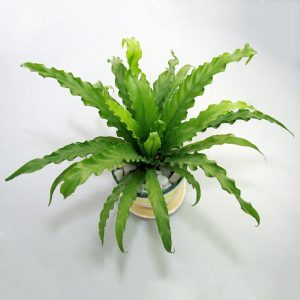 [Cây phong thủy] Ráng Ổ Phụng - mini