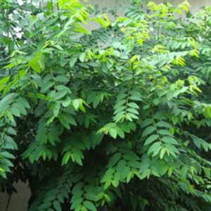 Gói 0.2GR hạt giống Rau Bồ Ngót