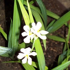 Củ giống hoa đại hành trắng_vàng