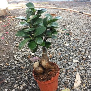 Cây si ghép dáng bonsai để bàn