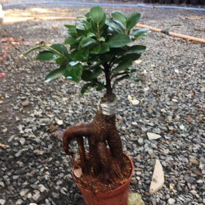 Cây si ghép dáng bonsai để bàn