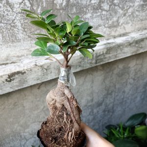Cây si ghép dáng bonsai để bàn