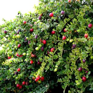 Chậu cây Siro cây trưởng thành sắp hoa - Carissa carandas - giao cây cao 40-45cm