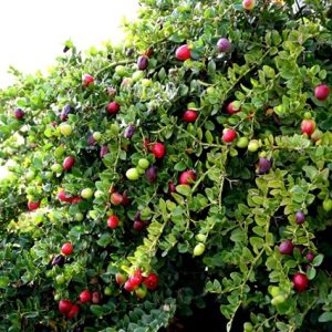 Chậu cây Siro cây trưởng thành sắp hoa - Carissa carandas - giao cây cao 40-45cm