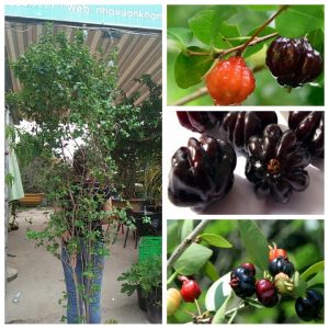 Cây giống Cherry Surinam - Giống Cherry Khía 8 múi ngoại nhập hay còn gọi Anh Đào Đen xuất xứ Brazil