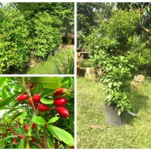 Cây giống Cây Thần Kỳ size M