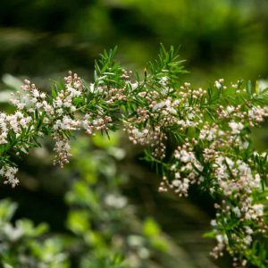 [Cây phong thủy] Thiên Môn Đông - CayGiongTot
