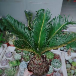 Cây giống thiên tuế (cao từ 25cm đến 30cm) - CayGiongTot