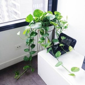 [Cây phong thủy] Trầu bà - CayGiongTot