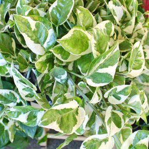 Cây giống cẩm thạch dây - CayGiongTot