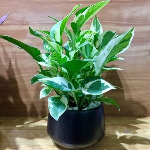 Cây giống Cây trầu bà sữa (trầu bà cẩm thạch) - CayGiongTot