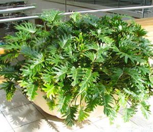 Cây giống Trầu Bà Chân Vịt - CayGiongTot