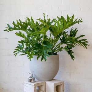 [Cây phong thủy] Trầu Bà Thanh Xuân chậu lớn - size lớn