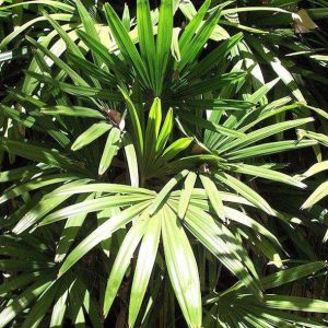 Cây giống Trúc Mây - Cây Mật Cật, Tông Trúc, Quan Âm Trúc - CayGiongTot