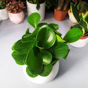 [Cây phong thủy] Trường sinh - CayGiongTot