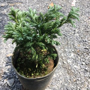 Chậu cây tuyết tùng - giao cây cao khoảng 20-25cm