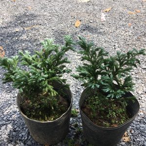 Chậu cây tuyết tùng - giao cây cao khoảng 20-25cm