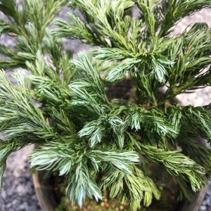 Chậu cây tuyết tùng - giao cây cao khoảng 20-25cm