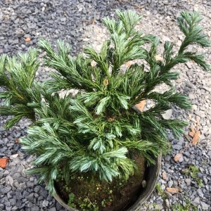 Chậu cây tuyết tùng - giao cây cao khoảng 20-25cm