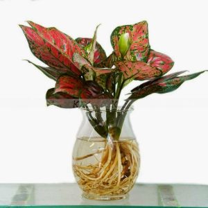 [Cây phong thủy] Cây Vạn lộc (chậu từ 2 cây) - CayGiongTot