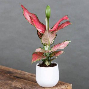 [Cây phong thủy] Cây Vạn lộc (chậu từ 2 cây) - CayGiongTot