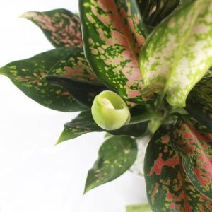 [Cây phong thủy] Cây Vạn lộc (chậu từ 2 cây) - CayGiongTot