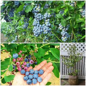 Cây Việt Quất tứ quý (Blueberry) trưởng thành, ra trái 4 mùa quanh năm - giống siêu trái, cao 40-60cm