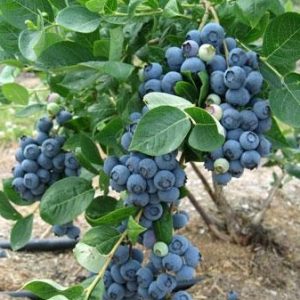 Cây Việt Quất tứ quý (Blueberry) trưởng thành, ra trái 4 mùa quanh năm - giống siêu trái, cao 40-60cm