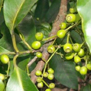 Cây giống vối nếp