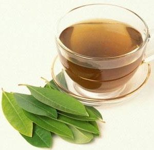 Cây giống vối nếp