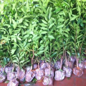 Cây giống vối nếp