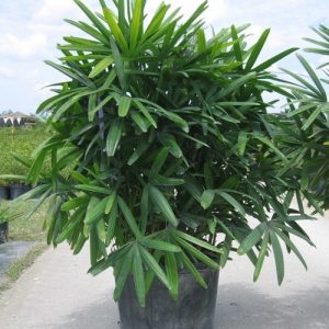 Cây giống Trúc Mây - Cây Mật Cật, Tông Trúc, Quan Âm Trúc - CayGiongTot