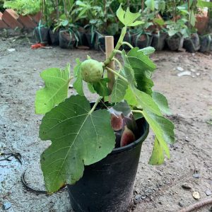 Cây sung mỹ ficus carica Linn-giống sưu tầm cho trái thơm ngọt đang trái