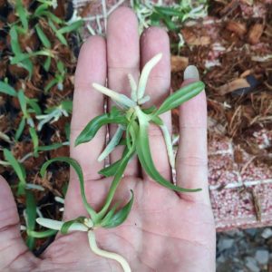 Chai mô Ngọc điểm đốm - chai 40 cây, nhập khẩu Thái