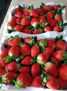 Combo 10 cây giống Dâu Tây Nhật Sachinoka cấy mô - giống chịu nhiệt trái siêu ngọt, giòn