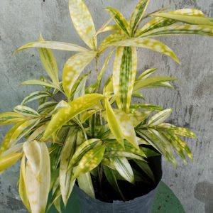 [Cây giống hoa] Trúc Nhật Vàng - CayGiongTot