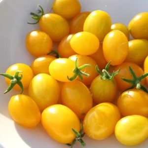 Gói 0.1GR hạt giống Cà Chua Bi Lùn F1 Quả Vàng