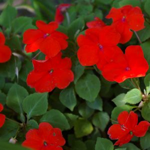 Chậu cây Mai dạ thảo đỏ, Mai địa thảo