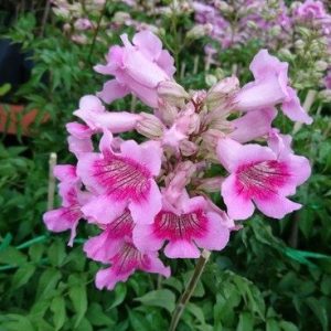 [Cây giống hoa] Hồng thiên hương (cây leo) - CayGiongTot