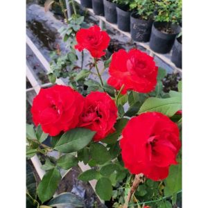 [Cây giống hoa] Hồng Lửa Sa Đéc (hồng bụi) size bầu nhỏ - CayGiongTot