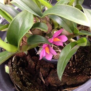 Chậu cây lan Dendro Nhật Hibiki bông chùm cực đẹp