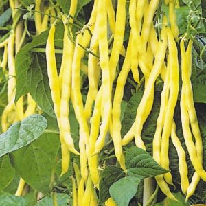 Gói 20GR hạt giống Đậu Cove Vàng Dạng Bụi (Hạt trắng)