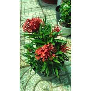 [Cây giống hoa] Trang kim hoa đỏ (cây mini) - CayGiongTot