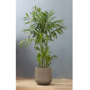 Cây giống Cây Cau Hawai - CayGiongTot