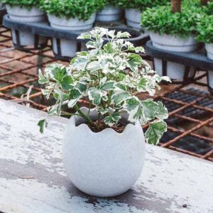 [Cây phong thủy] Đinh Lăng Cẩm Thạch - CayGiongTot