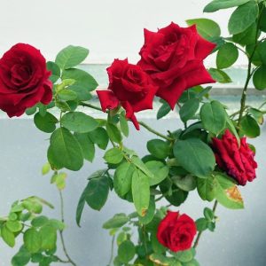 [Cây giống hoa] Hồng nhung Sa Đéc size chậu C9 - CayGiongTot