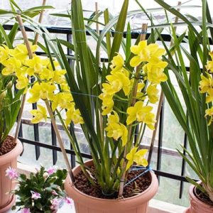 Địa Lan SaTo - 3 ngồng hoa