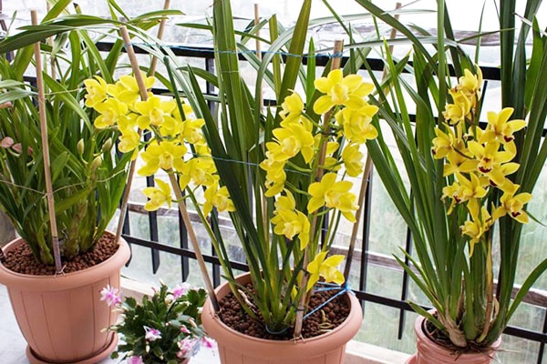 Địa Lan SaTo - 3 ngồng hoa